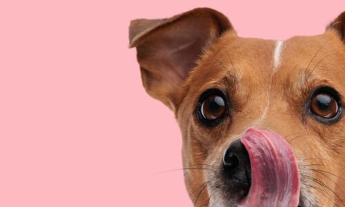 Spezialdiäten für Vierbeiner: Die Bedeutung von allergikerfreundlichem Hundefutter im modernen Lifestyle