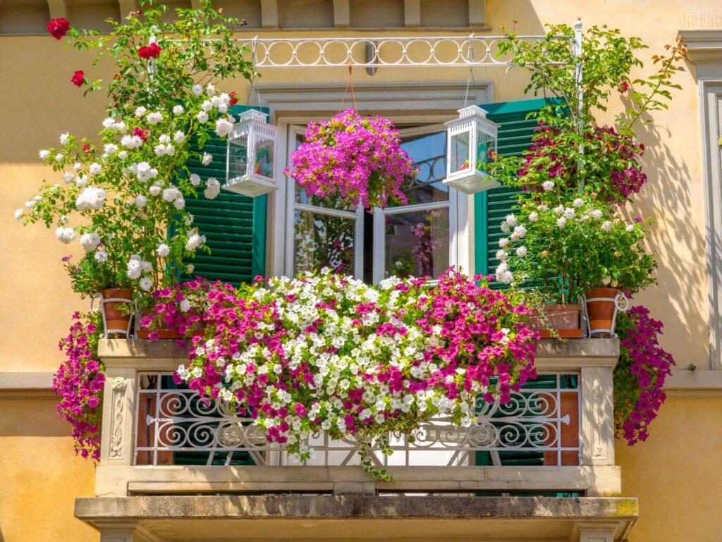 Farbenfroher Balkon mit Blumen in einem Balkonkasten voller pinker und weisser Blueten vor gelbem Haus