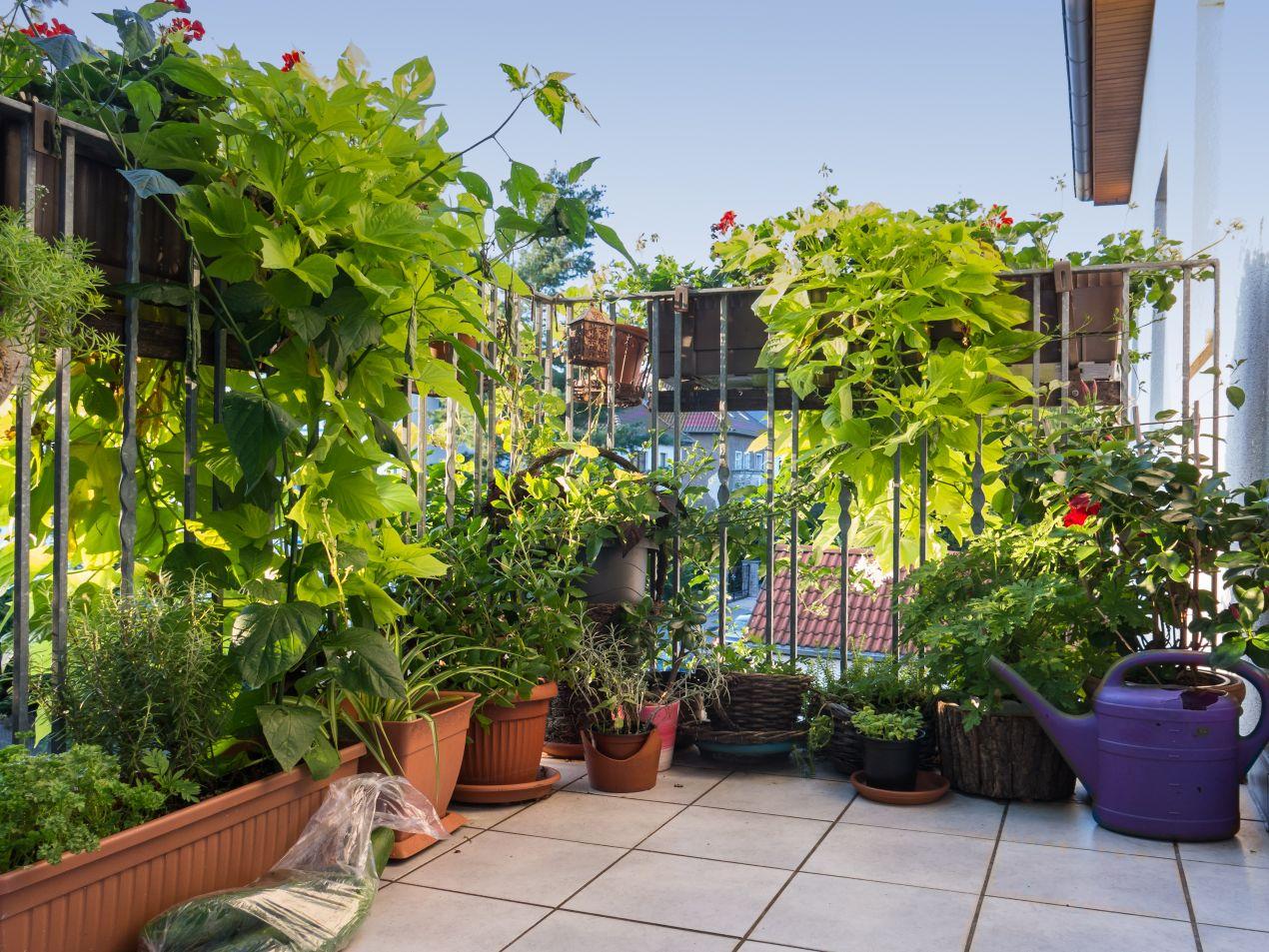 Balkon voller Pflanzen und Balkonkaesten mit dichter Begruenung und Kraeutern an einem sonnigen Tag