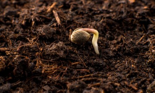 Originale Hanfsamen entdecken: So gelingt der Anbau für Sammler und Ganja-Farmer